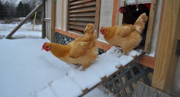 Jak zorganizovat kompetentní vytápění kurníku v zimě?